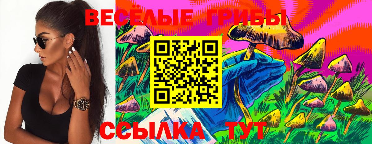 Псилоцибиновые грибы Psilocybe Новошахтинск